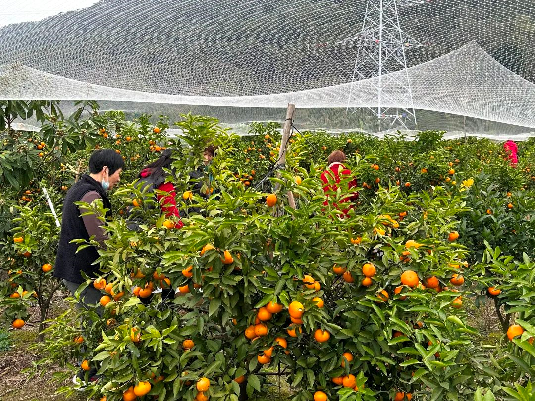 黃了枝頭、甜上心頭！長樂這里的沃柑熟啦→